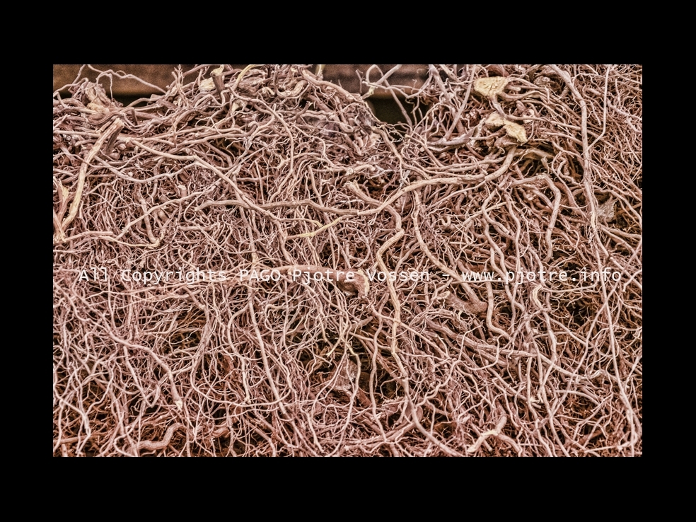 PAGOPIC20141116034015319a.JPG